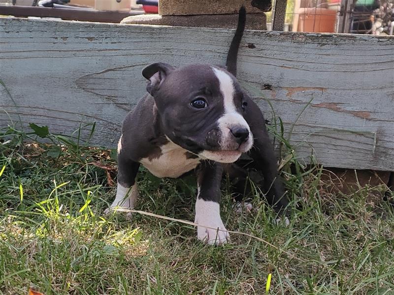 Wunderschöne Bully Baby´s in tollen Farben suchen Lieblingsmensch(en)