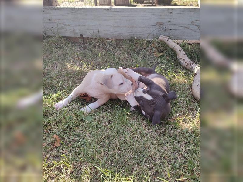 Wunderschöne Bully Baby´s in tollen Farben suchen Lieblingsmensch(en)