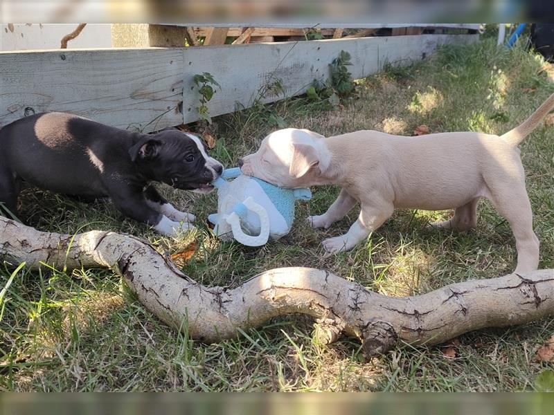 Wunderschöne Bully Baby´s in tollen Farben suchen Lieblingsmensch(en)