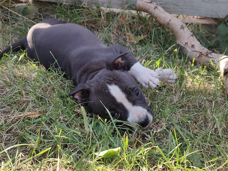 Wunderschöne Bully Baby´s in tollen Farben suchen Lieblingsmensch(en)