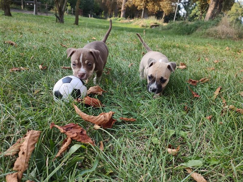 Wunderschöne Bully Baby´s in tollen Farben suchen Lieblingsmensch(en)