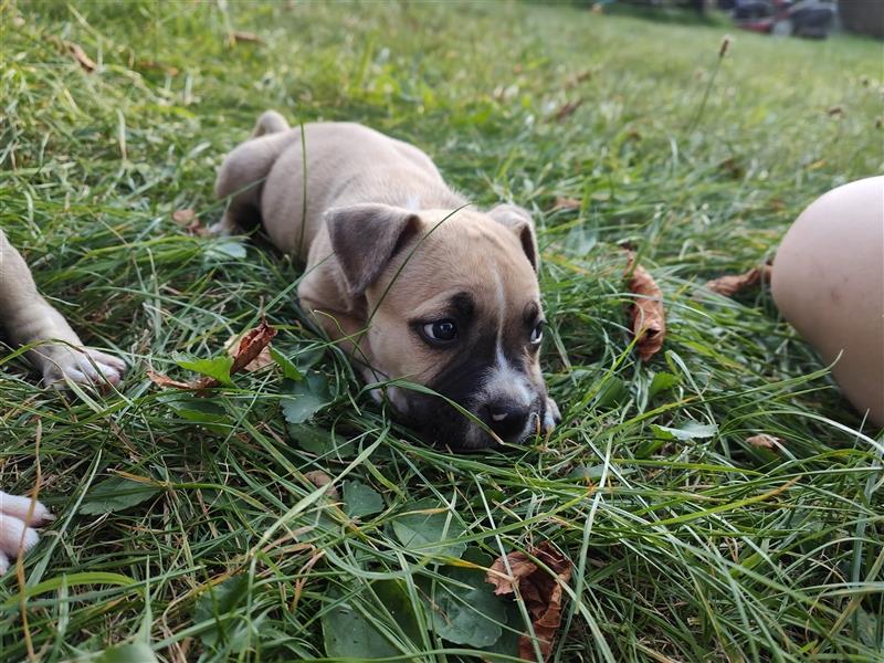 Wunderschöne Bully Baby´s in tollen Farben suchen Lieblingsmensch(en)