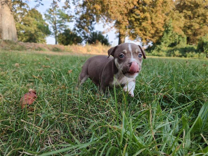 Wunderschöne Bully Baby´s in tollen Farben suchen Lieblingsmensch(en)