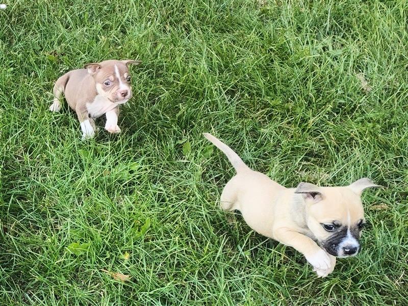 Wunderschöne Bully Baby´s in tollen Farben suchen Lieblingsmensch(en)