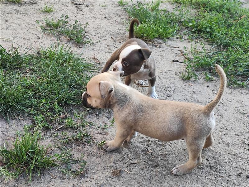 Wunderschöne Bully Baby´s in tollen Farben suchen Lieblingsmensch(en)