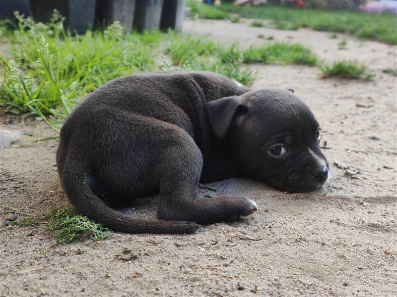 Wunderschöne Bully Baby´s in tollen Farben suchen Lieblingsmensch(en)