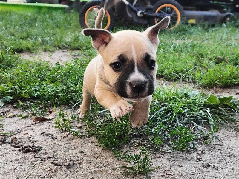 Wunderschöne Bully Baby´s in tollen Farben suchen Lieblingsmensch(en)