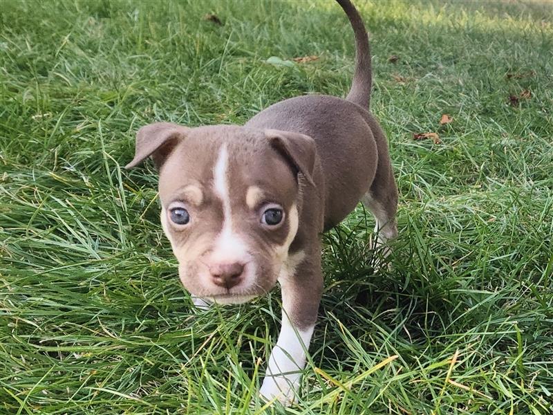 Wunderschöne Bully Baby´s in tollen Farben suchen Lieblingsmensch(en)