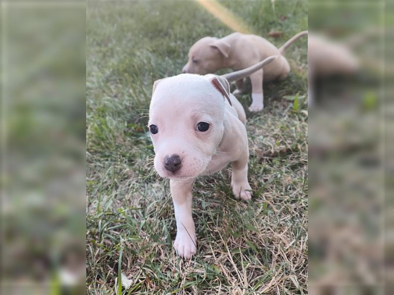 Wunderschöne Bully Baby´s in tollen Farben suchen Lieblingsmensch(en)