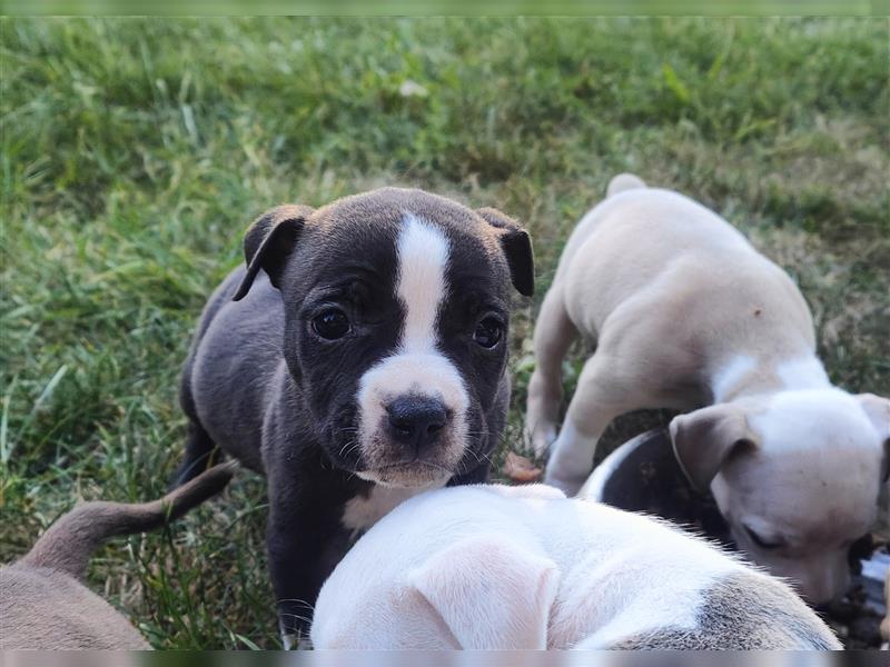 Wunderschöne Bully Baby´s in tollen Farben suchen Lieblingsmensch(en)