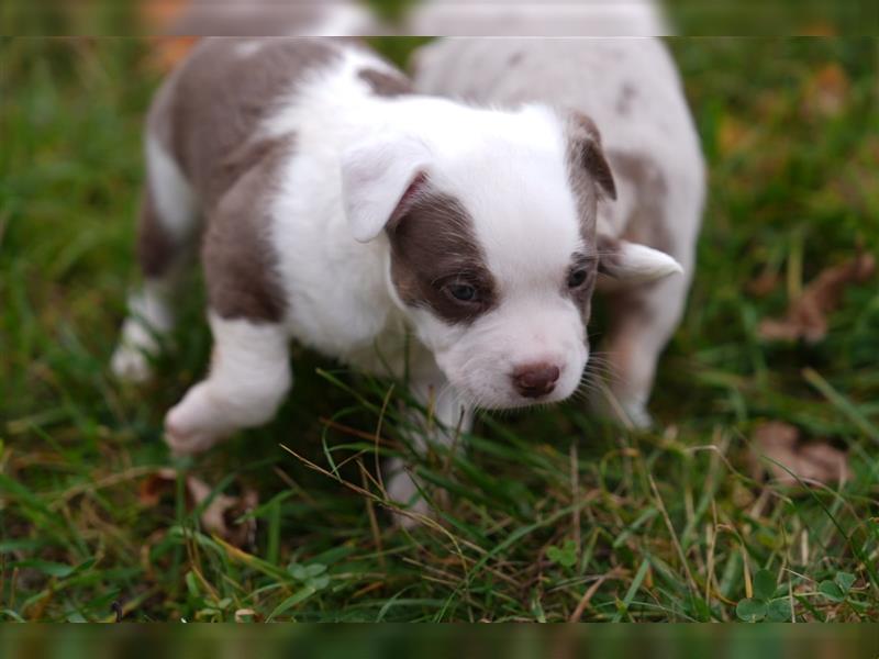 Süße Bully-Aussie-Mixe suchen ein liebevolles Zuhause!