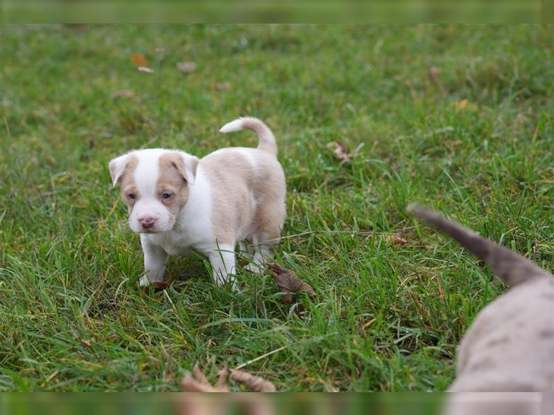 Süße Bully-Aussie-Mixe suchen ein liebevolles Zuhause!