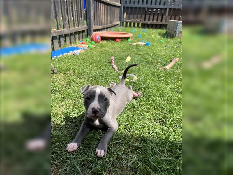 American Bully Welpen