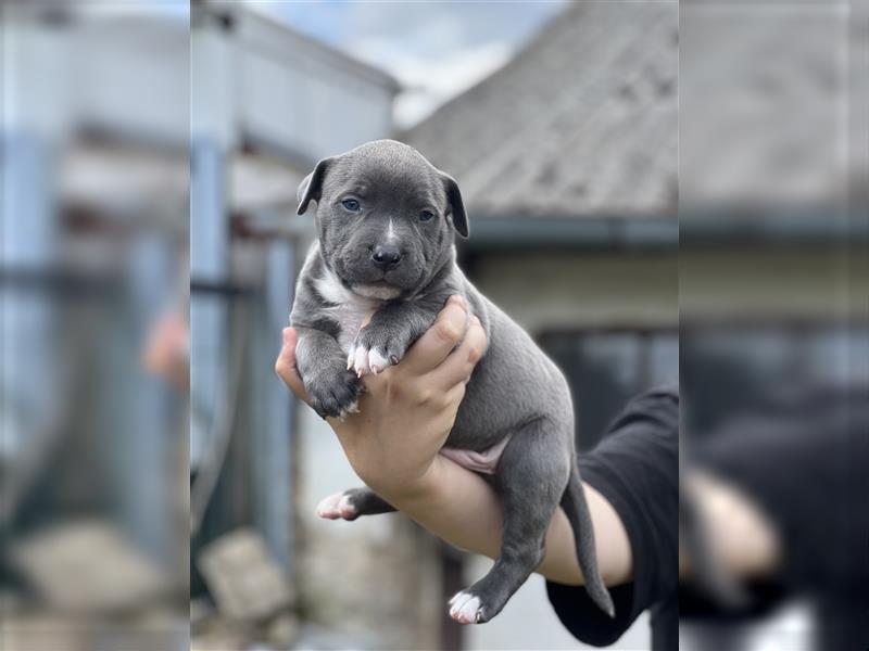 American Bully Welpen