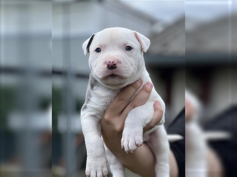 American Bully Welpen