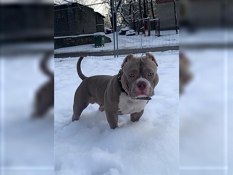 American Bully pocket for mating