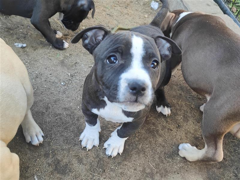 Bezaubernde American Bulldog Mix x Bully  Welpen