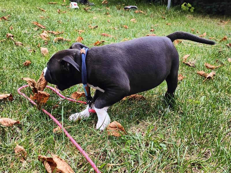 Bezaubernde American Bulldog Mix x Bully  Welpen