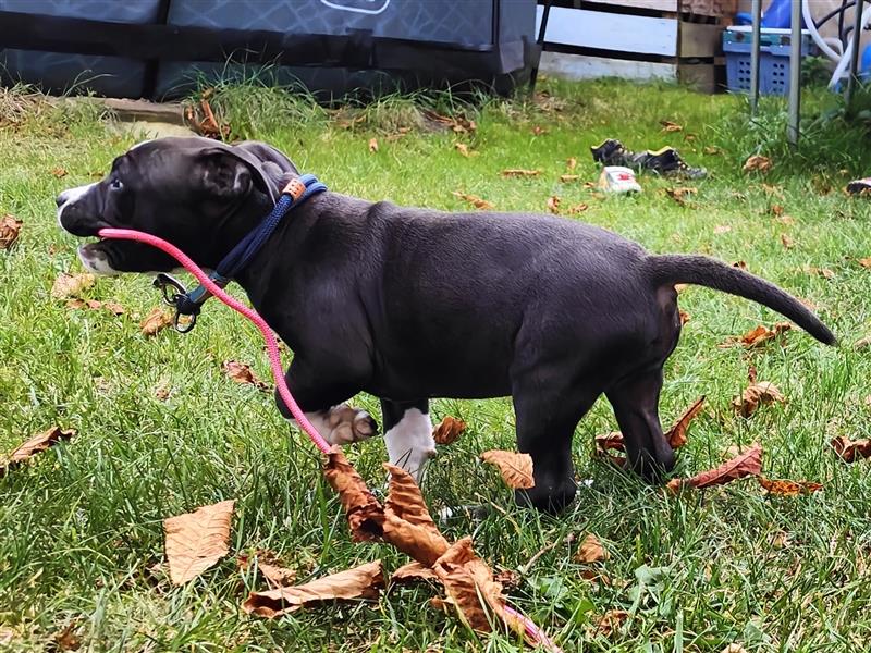 Bezaubernde American Bulldog Mix x Bully  Welpen