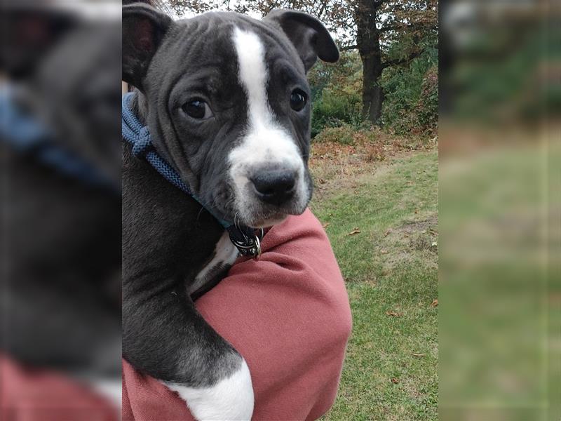 Bezaubernde American Bulldog Mix x Bully  Welpen