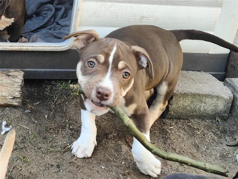 Bezaubernde American Bulldog Mix x Bully  Welpen