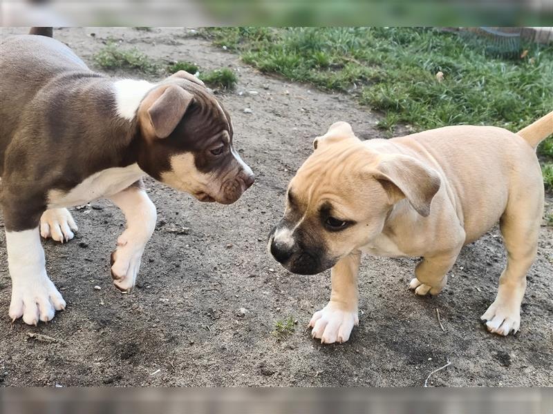 Bezaubernde American Bulldog Mix x Bully  Welpen