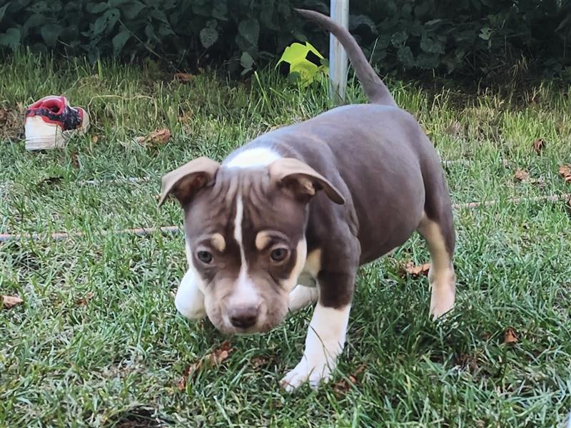 Bezaubernde American Bulldog Mix x Bully  Welpen