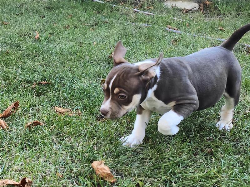 Bezaubernde American Bulldog Mix x Bully  Welpen