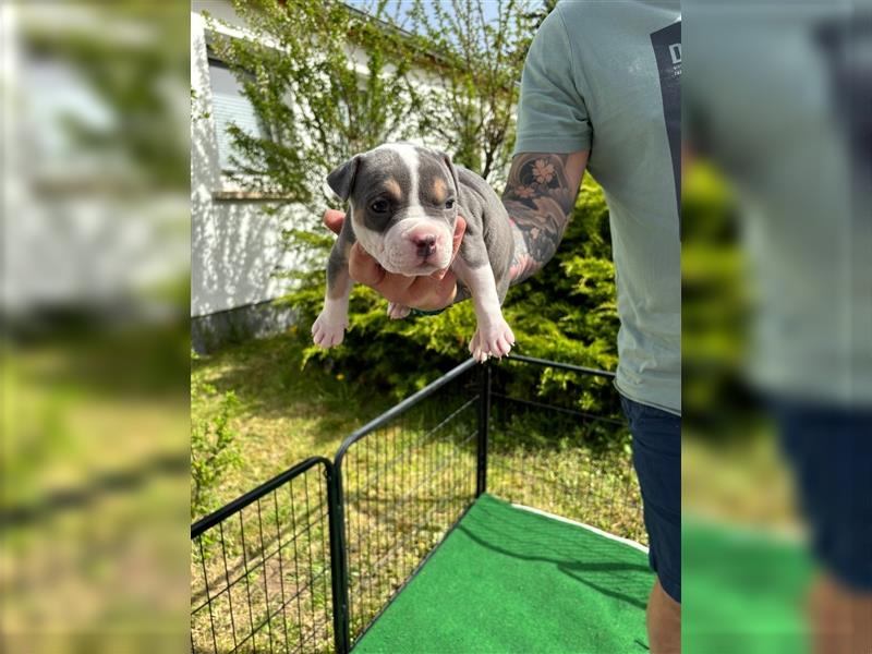 Wunderschöne American Bully Standard Welpen aus Thüringen