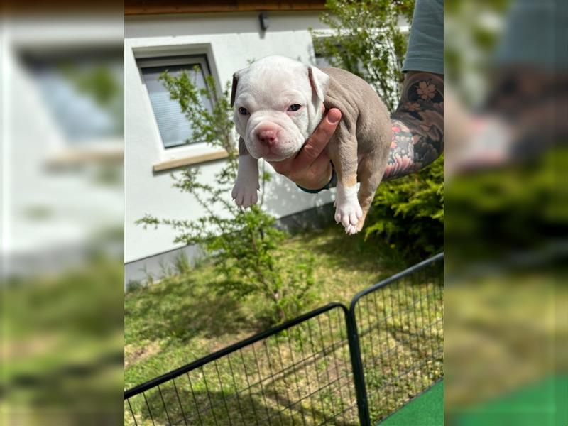 Wunderschöne American Bully Standard Welpen aus Thüringen