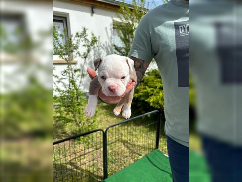 Wunderschöne American Bully Standard Welpen aus Thüringen