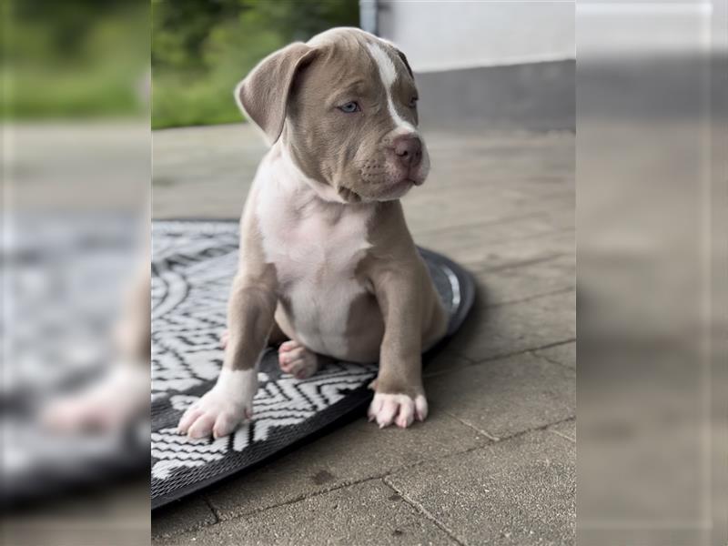 American Bully XL Welpen mit Ahnentafel und Gesundheitszeugnis