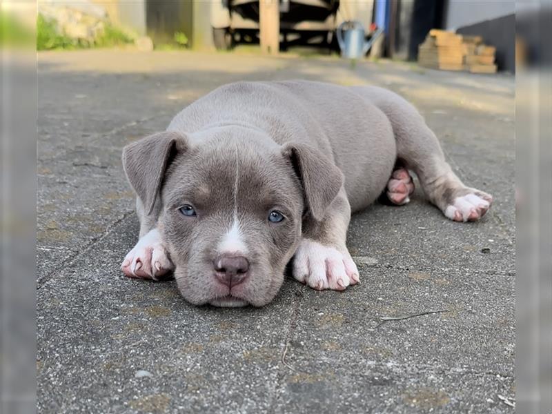 American Bully XL Welpen mit Ahnentafel und Gesundheitszeugnis