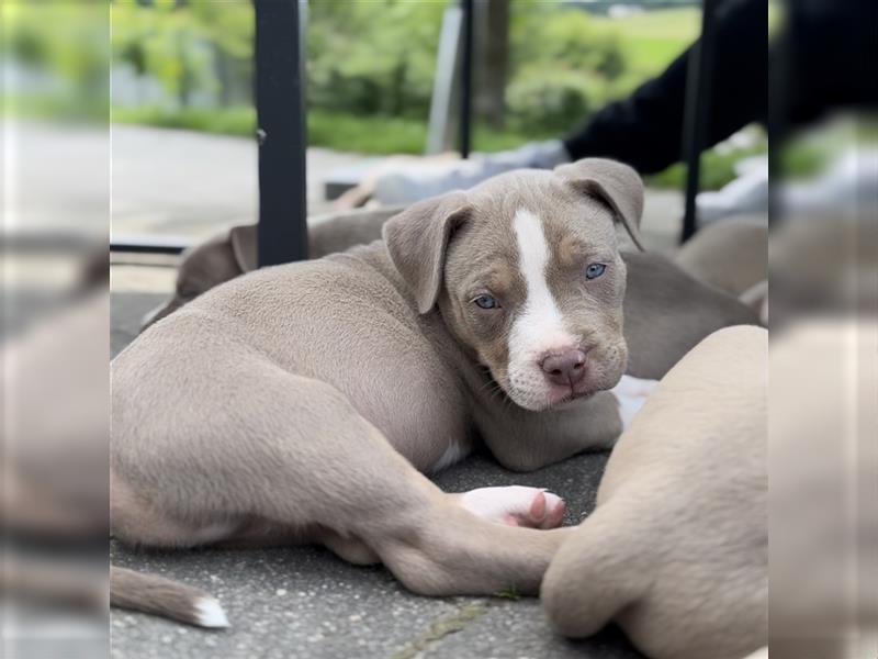 American Bully XL Welpen mit Ahnentafel und Gesundheitszeugnis