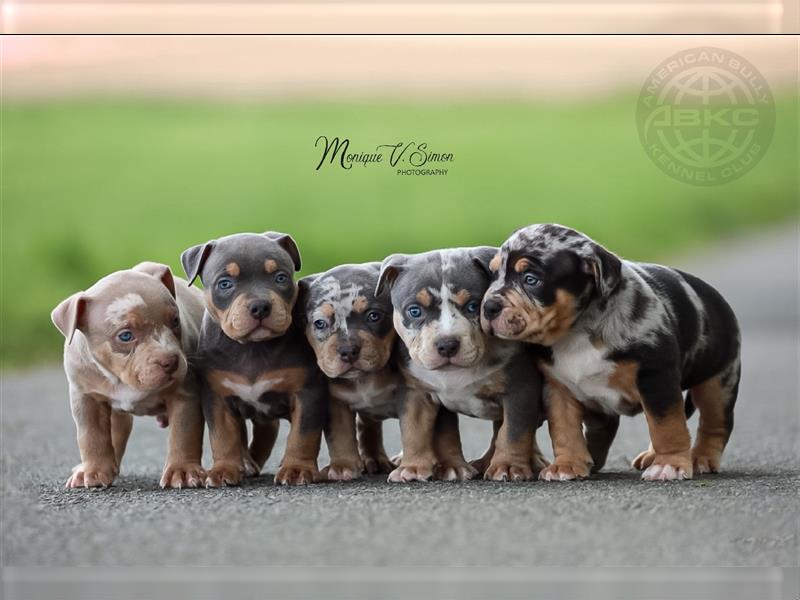 American Bully mit ABKC Papiere