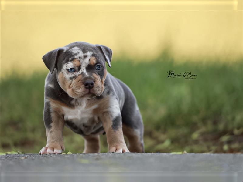 American Bully mit ABKC Papiere