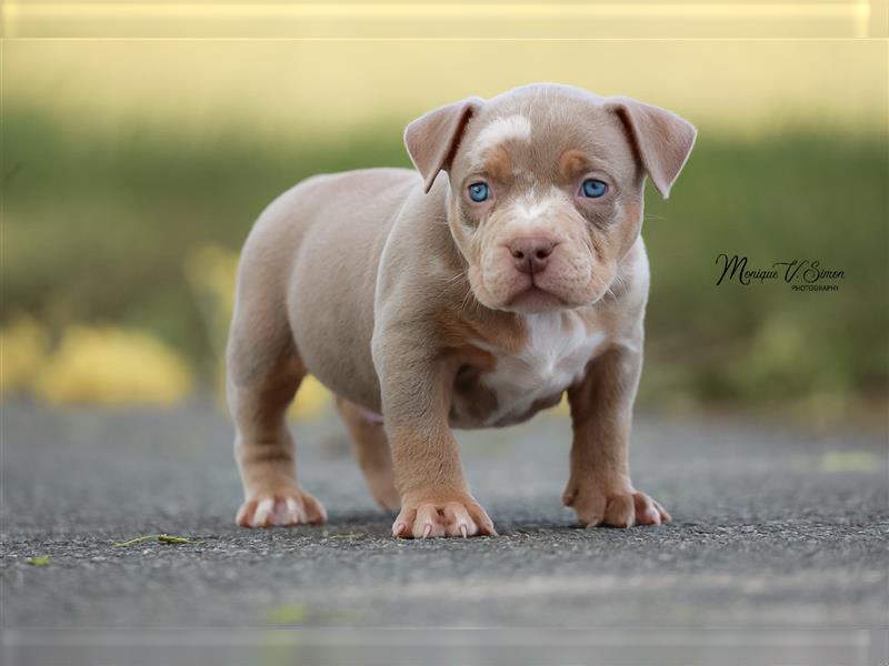 American Bully mit ABKC Papiere