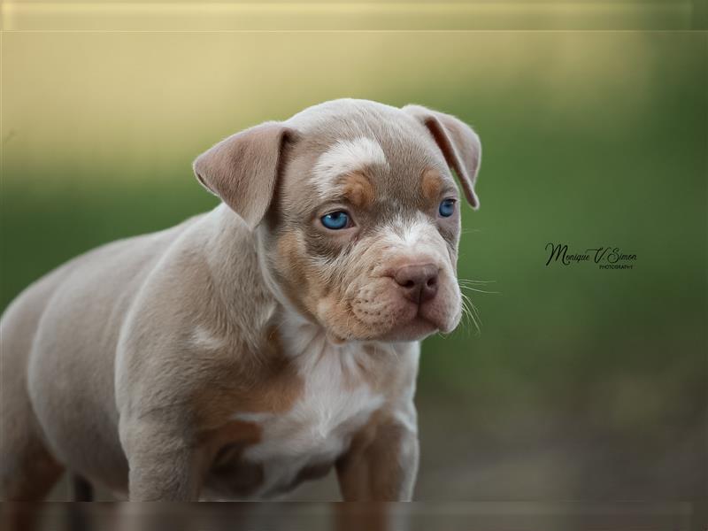 American Bully mit ABKC Papiere