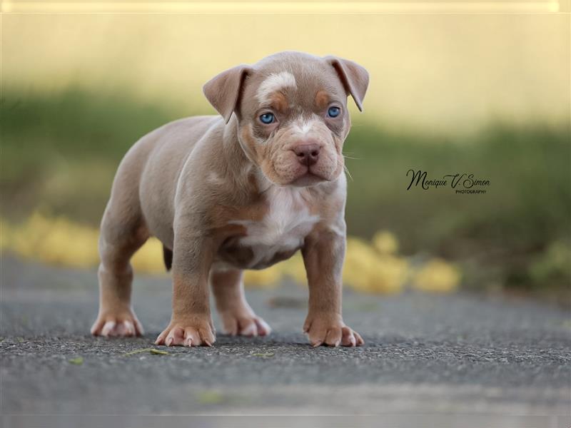 American Bully mit ABKC Papiere