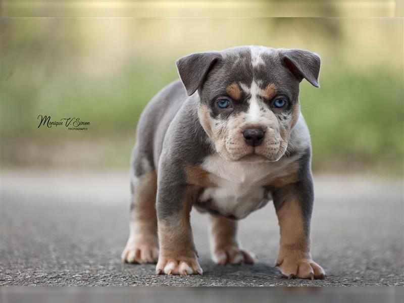 American Bully mit ABKC Papiere