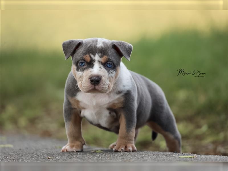 American Bully mit ABKC Papiere