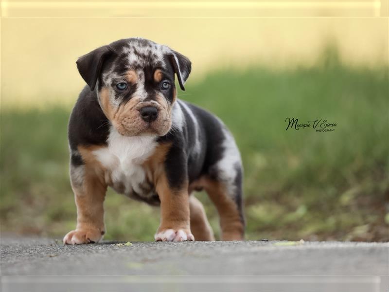 American Bully mit ABKC Papiere