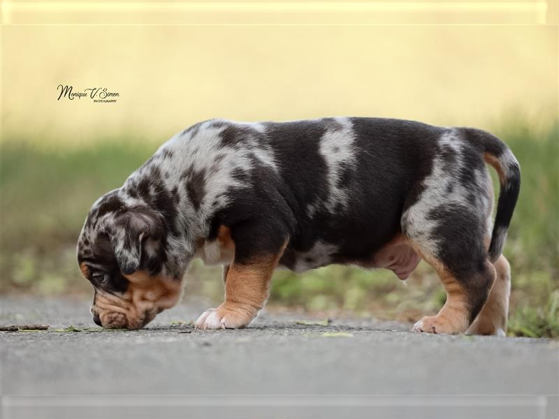 American Bully mit ABKC Papiere