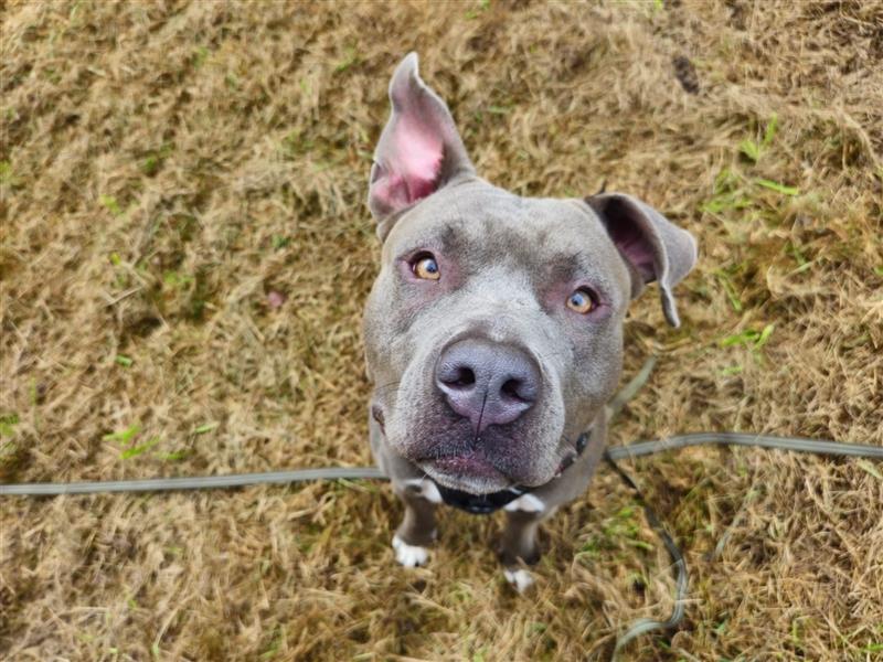 Neues Zuhause für American Bully Hündin