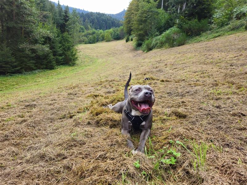 Neues Zuhause für American Bully Hündin