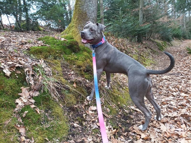 Neues Zuhause für American Bully Hündin