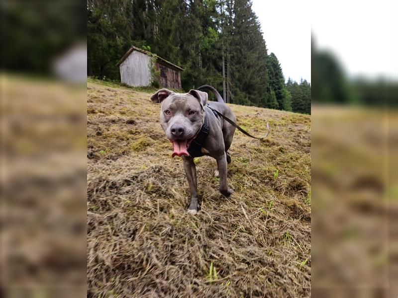 Neues Zuhause für American Bully Hündin