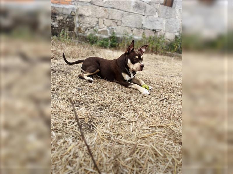 American Bully Familienhund