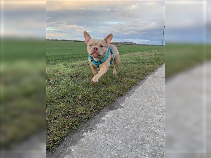 American Bully Hündin