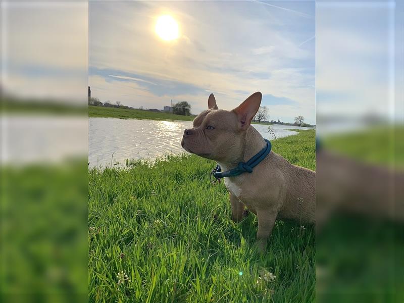 American Bully Hündin